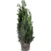 Scheinzypresse Heckenpflanze Chamaecyparis Lawsoniana Columnaris 120-140Cm