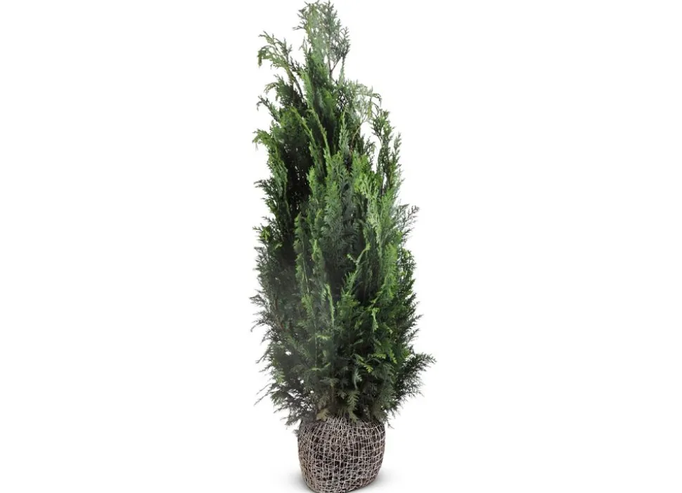 Scheinzypresse Heckenpflanze Chamaecyparis Lawsoniana Columnaris 120-140Cm