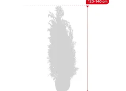 Scheinzypresse Heckenpflanze Chamaecyparis Lawsoniana Columnaris 120-140Cm