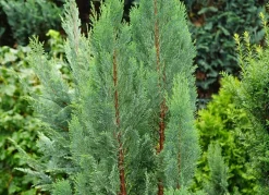 Scheinzypresse Heckenpflanze Chamaecyparis Lawsoniana Columnaris 120-140Cm