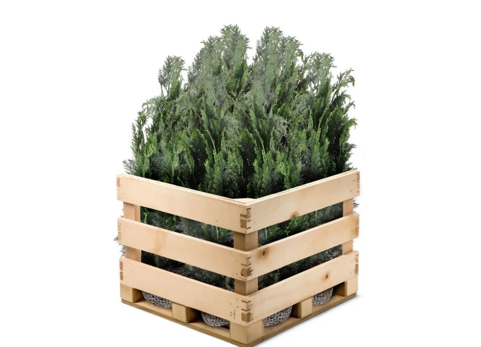 Scheinzypresse Heckenpflanze Chamaecyparis Lawsoniana Columnaris 120-140Cm