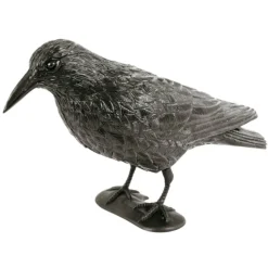 Taubenschreck Rabe