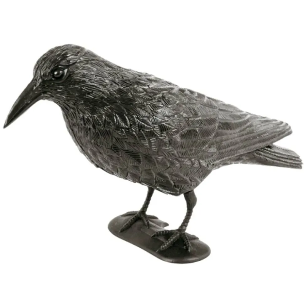 Taubenschreck Rabe
