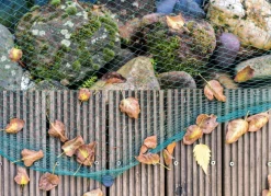 Teichnetz 6 X 10M