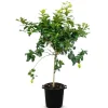 Zitronenbaum Citrus Limon 140-160Cm