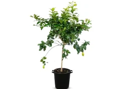 Zitronenbaum Citrus Limon 140-160Cm