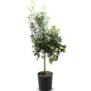Zwergorangenbaum Citrus Fortunella Kumquat 140-160Cm