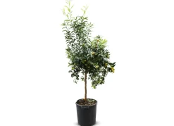 Zwergorangenbaum Citrus Fortunella Kumquat 140-160Cm