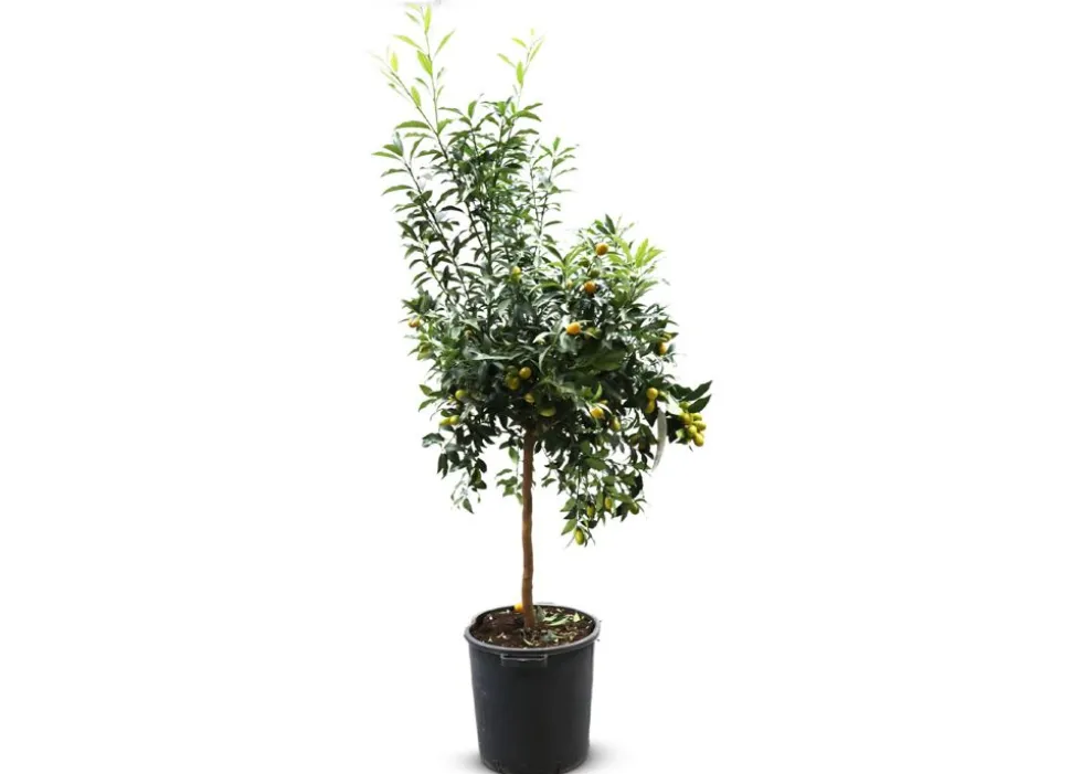 Zwergorangenbaum Citrus Fortunella Kumquat 140-160Cm