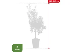 Zwergorangenbaum Citrus Fortunella Kumquat 140-160Cm