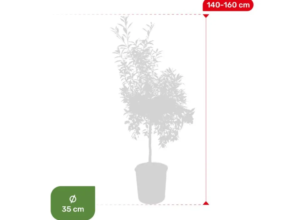 Zwergorangenbaum Citrus Fortunella Kumquat 140-160Cm