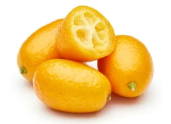 Zwergorangenbaum Citrus Fortunella Kumquat 140-160Cm