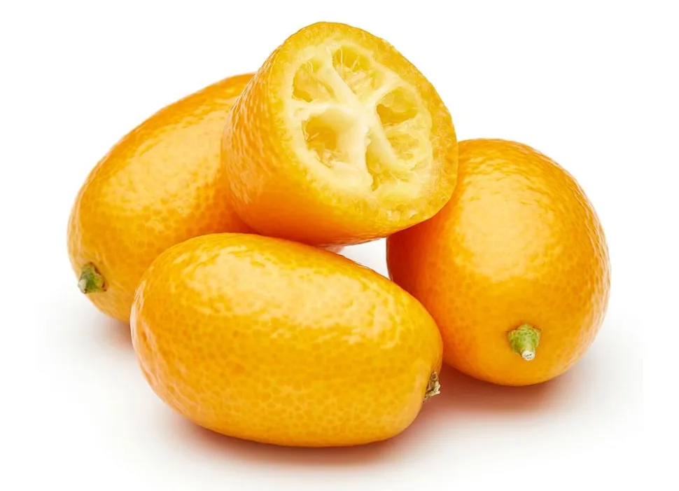 Zwergorangenbaum Citrus Fortunella Kumquat 140-160Cm