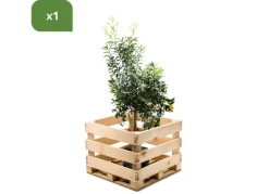 Zwergorangenbaum Citrus Fortunella Kumquat 140-160Cm