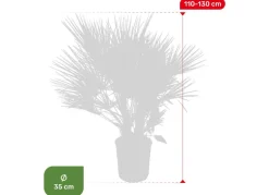 Zwergpalme Chamaerops Humilis 110-130Cm