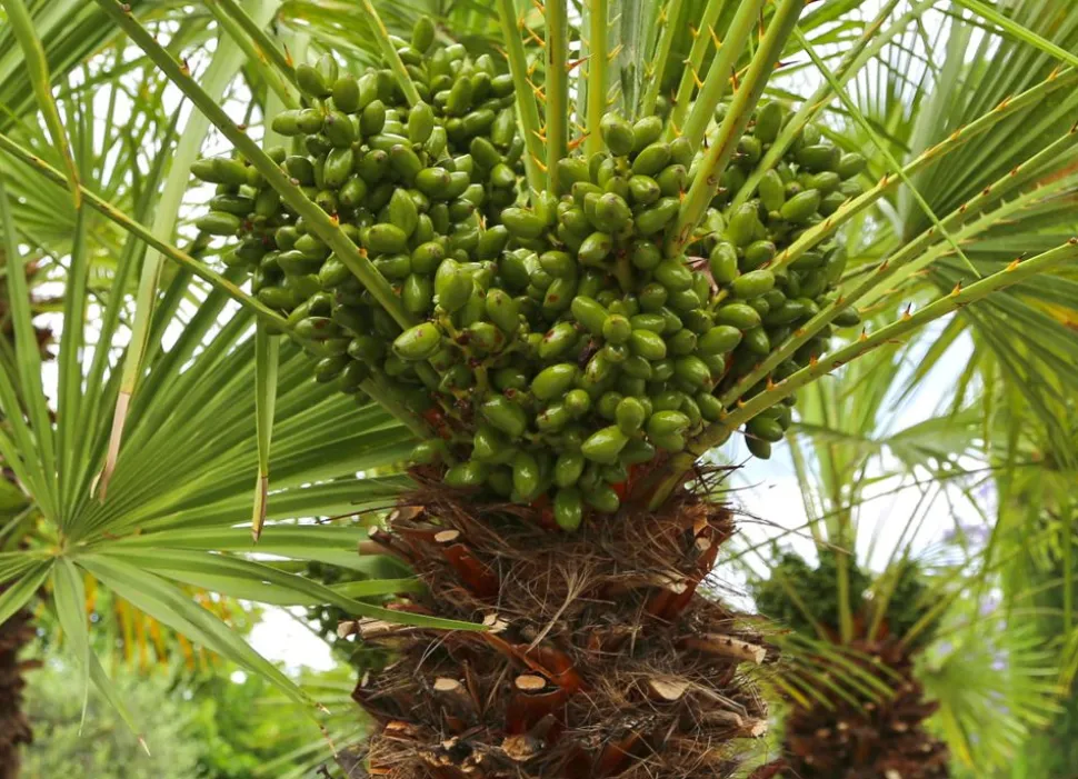 Zwergpalme Chamaerops Humilis 110-130Cm