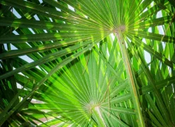 Zwergpalme Chamaerops Humilis 110-130Cm
