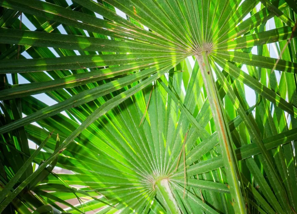 Zwergpalme Chamaerops Humilis 110-130Cm